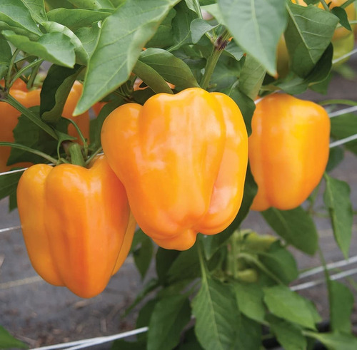 Davids Garden Seeds Pepper Bell Flavorburst 4206 (golden) 2