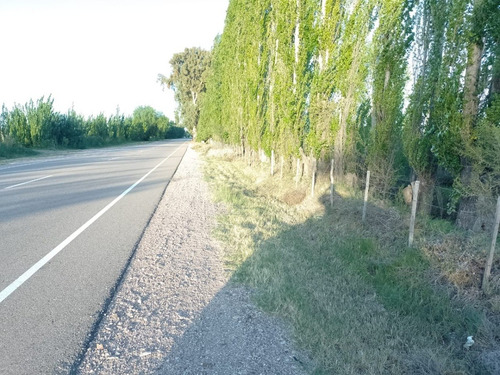 Imagen 14 de 28 de Vendo/permuto Finca Apto Todo Destino (viña, Cultivos Grales Y Ademas Cannabis Medicinal) O Loteo Club De Campo -alto Del Algarrobal-san Rafael -mendoza Sobre Rn 146 Km 376.1