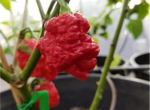 Semillas Aji Super Picante: Chile Devil's Heart