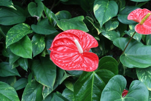 Antúrio Vermelho / Red - 1 Planta Premium Com Flor