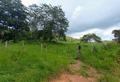Imagen 4 de 30 de Vendo Finca En Tocuyito Vía Cachinche ( Dt )