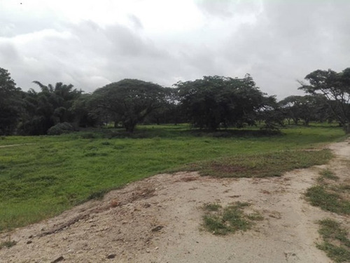 Imagen 7 de 13 de Finca En Montalbán Carabobo Fot-246