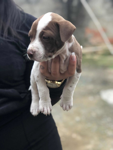 Imagem 2 de 5 de Vende-se Filhotes De Cachorros Pitbull