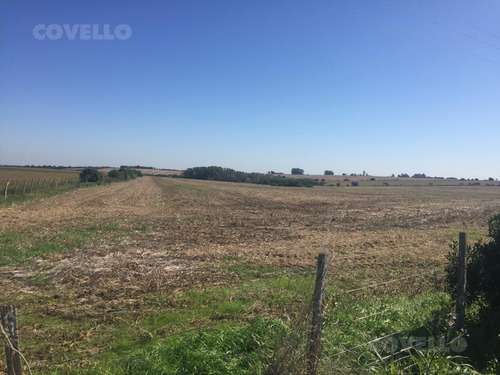Imagen 5 de 11 de Campo En Martin Chico, Buena Tierra Productiva, Zona En Desarrollo