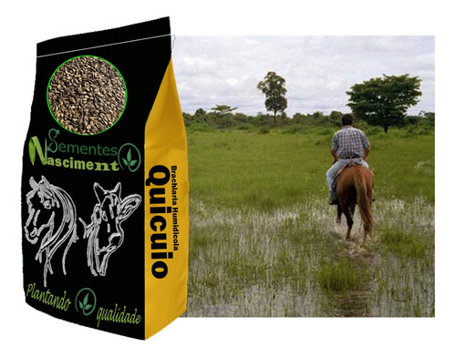 Sementes Braquiaria Humidicola Quicuio 10kg P/ Brejo Alagado