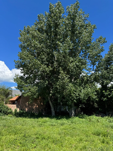 Terreno - Merlo