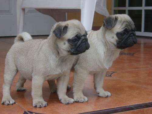 Pug Carlino Cachorros. Machos Preciosos! Ya Disponibles!