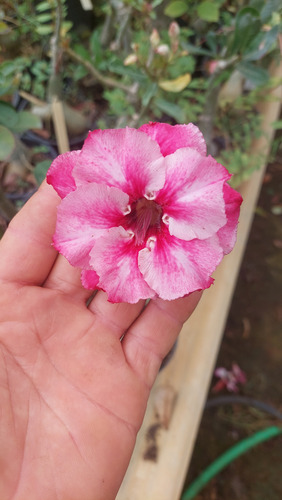 Enxertos De Adeniun (rosa Do Deserto)