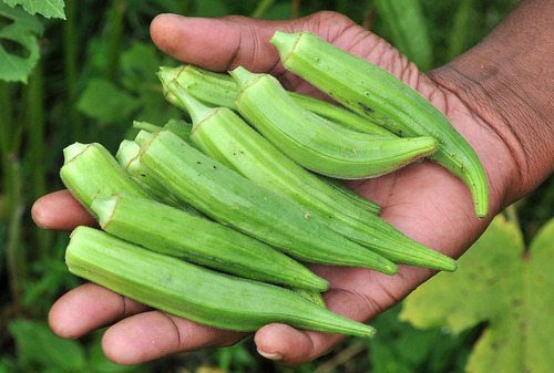 20 Semillas De Okra Quimbombó