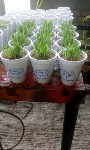 Pasto Camello Blend De Semillas Papalotla Envase 8 Kg