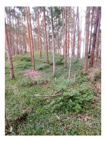 Imagen 19 de 19 de Finca Vocacion Aguacate Hass Y Otros En Jardin
