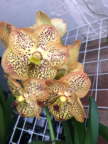 Imagen 3 de 10 de Orquídeas Vanda De Flor Muy Grande Y Cascada, Colores Exótic