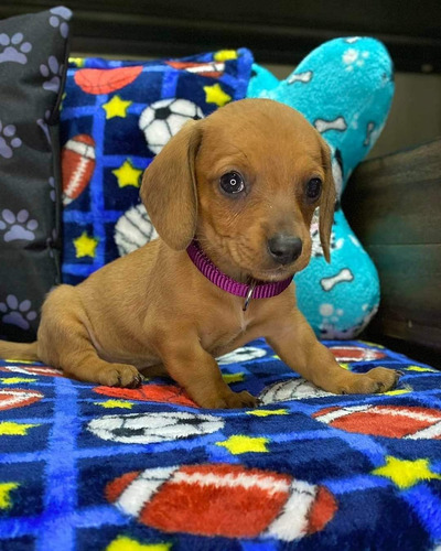 Minni Salchicha, Dachshund