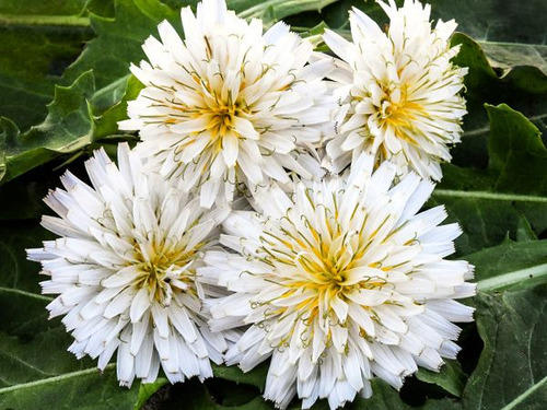 Semillas De Diente De León Japones Blanco - Increible Flor