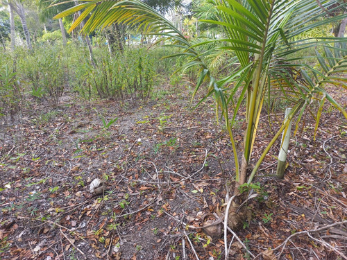 Vende-se Terrenos Em Corumbau Prado Bahia