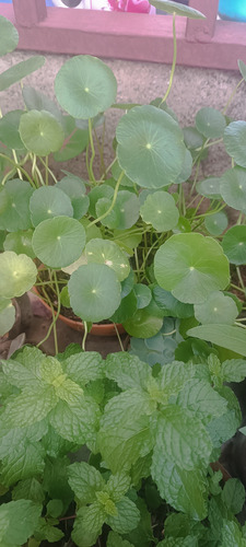 Plantas De Lochita, Suculentas, Yerbabuena Y Otras.