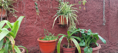 Casa 2d, 1b Con Antejardín Y Amplio Patio