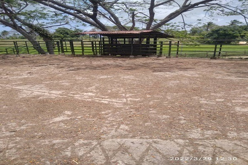 Imagen 24 de 25 de Asein1121 Vende Excelente Finca Lechera En Boca De Aroa, Estado Falcón