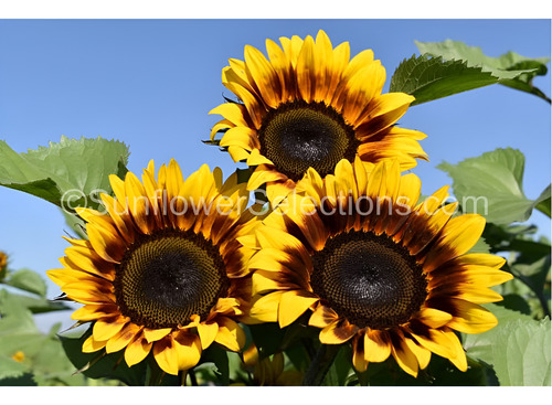 Semilla De Girasol Procut Bicolor Dmr 1 Millar