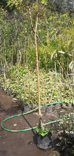 Imagen 5 de 6 de Arbol Fresno Dorado 15lts