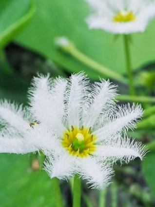 Nimphea Indica Planta Acuática Autóctona  Floral De Agua 