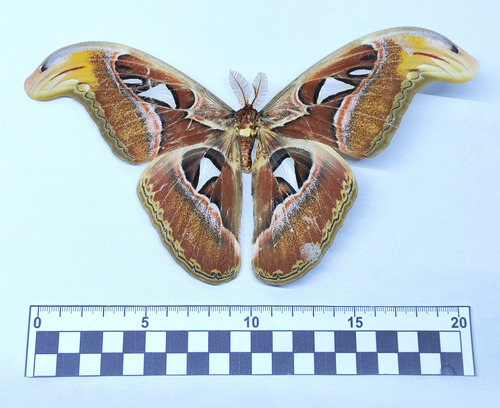 Entomología Insectos Disecados Mariposa Atlas Attacus Atlas 