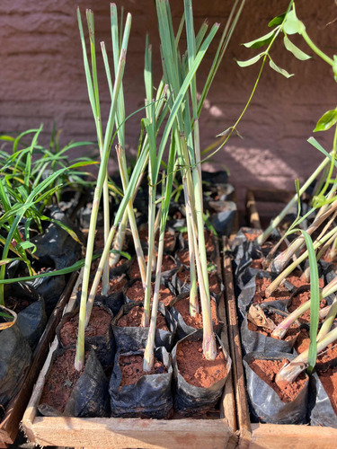 5 Muda De Citronela Repelente Natural Planta Sem Juros