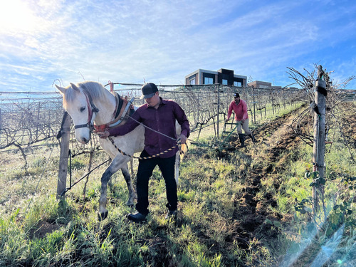 Vino Tinto Mezcla Inizio Sierra Vita Valle De Guadalupe