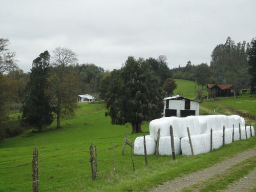 Agrícola En Venta En Paillaco