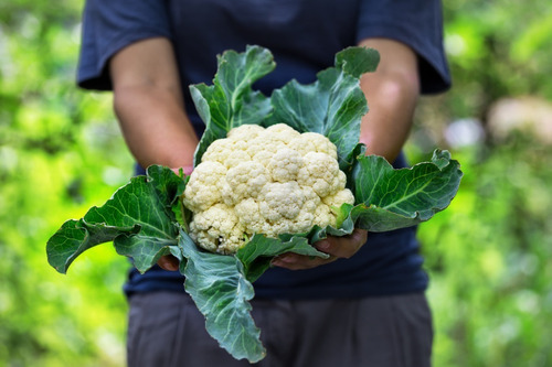 Imagen 2 de 4 de Semillas Coliflor X Sobre Huerta En Casa