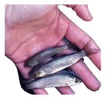 Comprar Carpas Herbívoras (amur) Limpieza Tajamares X100