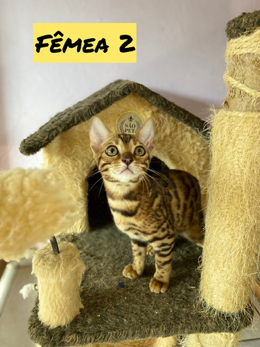  Gato Bengal - Filhotes- (gato-de Bengala) - Minionça- Fêmea