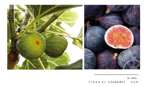 Campo - Finca Productiva De Primer Nivel, Mendoza, 80 Hectareas