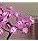 Lámpara De Árbol De Flor De Rosa - Lámpara De Mesa De Árbol