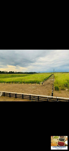 Imagem 2 de 6 de Fazenda À Venda Em Pacajá - Pa - De 365 Alqueirões (dupla Aptidão) - 1671