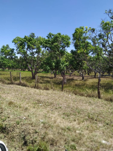 Imagen 13 de 20 de Granja De Gallinas Ponedoras Valencia Edo Carabobo