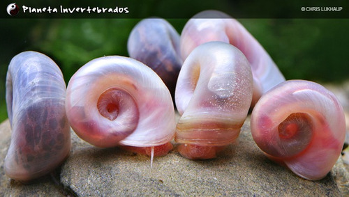Conjunto 5 Filhotes De Caramujo Pink Ramshorn