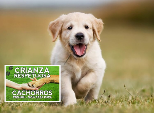 Cachorros Golden Sans Y Puros Crianza Respetuosa