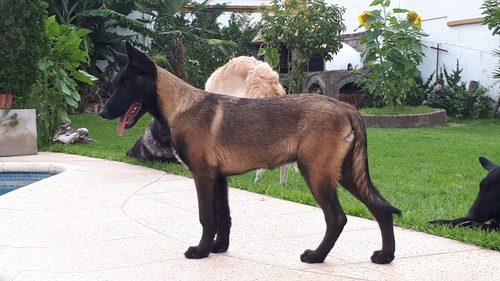 Pastor Belga Malinois