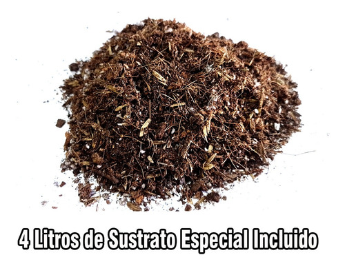 Maceta Colgante De Plástico Resistente Sustrato Incluido 4 L