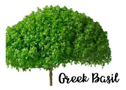 20 Sementes De Manjericão Grego Greek Basil Ocimum Basilicum