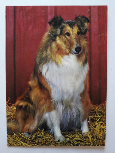 Antiguo Poster De Raza De Perro Collie