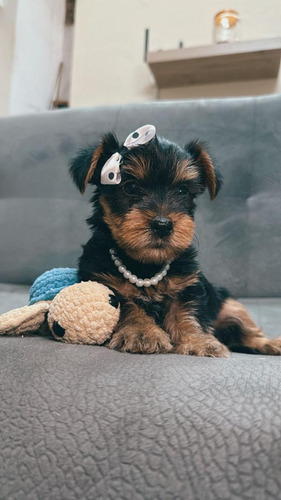 Yorkshire Terrier, Yorky. Certificado De Pureza Racial. Azul Acero