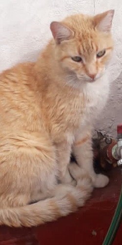 Gatito Rubio, Ojos Verdes, Solo Caba, Solo Deptos Con Redes