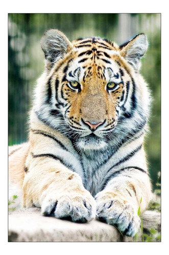 Vinilo Decorativo 30x45cm Tigre Animal Felino Salvaje M2