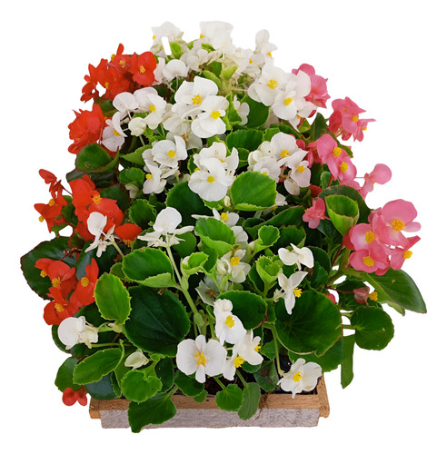 Kit 15 Mudas Begonia Cerosa - Folha Verde - Cores Sortidas