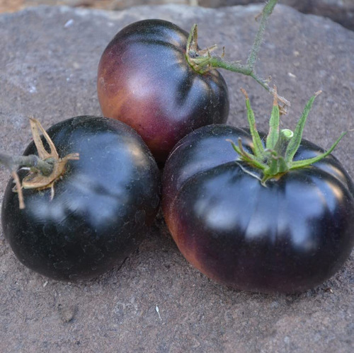 Semillas De Tomate Black Beauty - Paquete De 20 Semillas