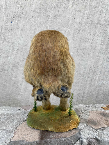Animales Disecados 100% Liebre ( Haré )