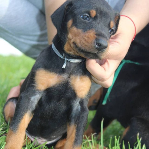 Cachorros Raza Dóberman Con Certificados Médicos De Pureza