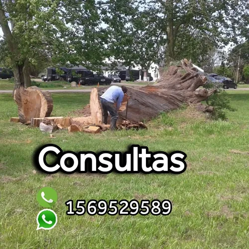 Poda Y Extraccion De Arboles Zona Sur